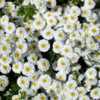 Thumbnail #4 of Tanacetum parthenium by RosinaBloom