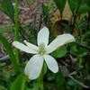 Thumbnail #1 of Anemopsis californica by rylaff