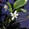 Thumbnail #4 of Anemopsis californica by Happenstance