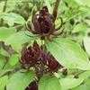 Thumbnail #2 of Calycanthus floridus var. glaucus by PanamonCreel