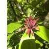 Thumbnail #3 of Calycanthus floridus var. glaucus by Zonri