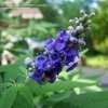 Thumbnail #3 of Vitex agnus-castus by DebinSC