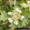 Thumbnail #2 of Viburnum opulus var. americanum by Copperbaron