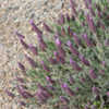 Thumbnail #2 of Lavandula stoechas subsp. pedunculata by growin