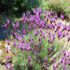 Thumbnail #1 of Lavandula stoechas subsp. pedunculata by growin