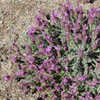Thumbnail #4 of Lavandula stoechas subsp. pedunculata by growin