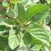 Thumbnail #5 of Mentha x piperita subsp. citrata by Xenomorf
