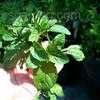 Thumbnail #3 of Mentha x piperita subsp. citrata by Weezingreens