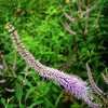 Thumbnail #4 of Veronicastrum virginicum by Meredith79