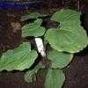 Thumbnail #1 of Dioscorea villosa by arsenic