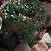 Thumbnail #3 of Scutellaria longifolia by dmj1218