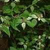 Thumbnail #1 of Pycnanthemum incanum by sterhill