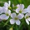 Thumbnail #5 of Cardamine pratensis by trilian15