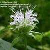 Thumbnail #1 of Monarda clinopodia by Lamiaceae