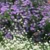 Thumbnail #3 of Symphyotrichum drummondii var. texanum by FlowerManiac