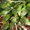 Thumbnail #4 of Symphyotrichum drummondii var. texanum by frostweed