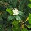 Thumbnail #4 of Myrtus communis by Clare_CA