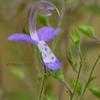 Thumbnail #1 of Trichostema dichotomum by Floridian