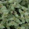 Thumbnail #2 of Pycnanthemum muticum by Loretta_NJ