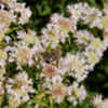Thumbnail #4 of Pycnanthemum virginianum by growin