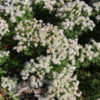 Thumbnail #5 of Pycnanthemum virginianum by growin