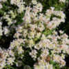 Thumbnail #3 of Pycnanthemum virginianum by growin