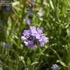 Thumbnail #3 of Lavandula angustifolia by ecrane3