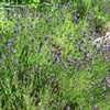 Thumbnail #4 of Lavandula angustifolia by bmuller