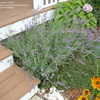 Thumbnail #5 of Lavandula angustifolia by mcgerm