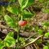 Thumbnail #1 of Vaccinium myrtillus by Evert