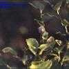 Thumbnail #2 of Vaccinium myrtillus by kennedyh
