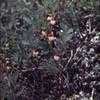 Thumbnail #5 of Vaccinium myrtillus by kennedyh