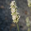 Thumbnail #4 of Lavandula x intermedia by growin