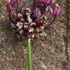 Thumbnail #1 of Allium sativum  by zest
