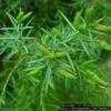 Thumbnail #2 of Juniperus communis by Evert