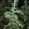 Thumbnail #3 of Juniperus communis by arsenic