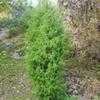 Thumbnail #1 of Juniperus communis by Evert