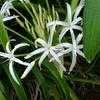 Thumbnail #1 of Crinum pedunculatum by PotEmUp