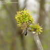 Thumbnail #2 of Zanthoxylum americanum by ViburnumValley