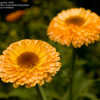 Thumbnail #1 of Calendula officinalis by LilyLover_UT