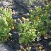 Thumbnail #5 of Calendula officinalis by dicentra63