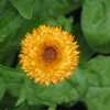 Thumbnail #4 of Calendula officinalis by dicentra63