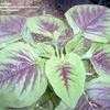 Thumbnail #2 of Amaranthus retroflexus by Michaelp