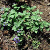 Thumbnail #1 of Nepeta racemosa by ge1836