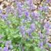 Thumbnail #3 of Nepeta racemosa by Terri1948