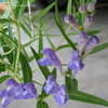 Thumbnail #2 of Scutellaria baicalensis by BlueGlancer