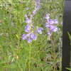 Thumbnail #3 of Scutellaria baicalensis by plutodrive