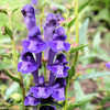 Thumbnail #5 of Scutellaria baicalensis by bonehead