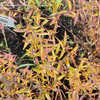 Thumbnail #4 of Scutellaria baicalensis by bonehead