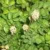 Thumbnail #2 of Sanguisorba officinalis by Joy